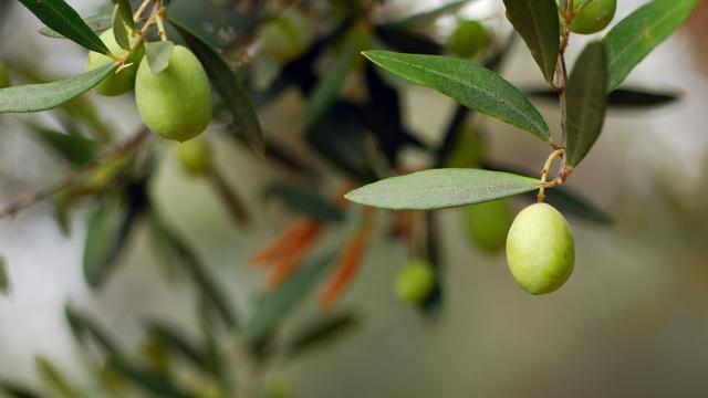 Kimsenin Değil Herkesin Ağacı: Zeytin Ağacı