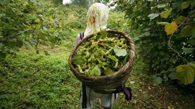 Fındık: Karadeniz'in kutsal emeği