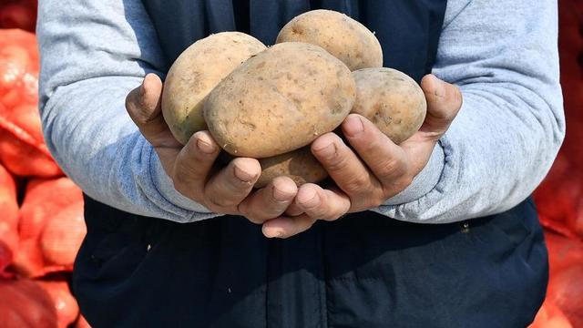 Çiftçiye Destek Yerine İthal Patates