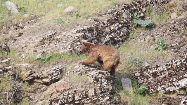 Hakkari Terörden Temizlendi Yaban Hayatı Canlandı